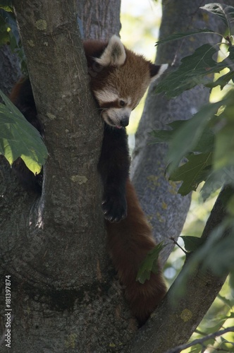 Fototapeta Naklejka Na Ścianę i Meble -  Panda Rosso
