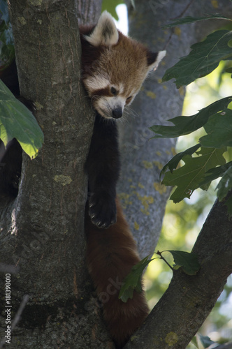 Fototapeta Naklejka Na Ścianę i Meble -  Panda Rosso