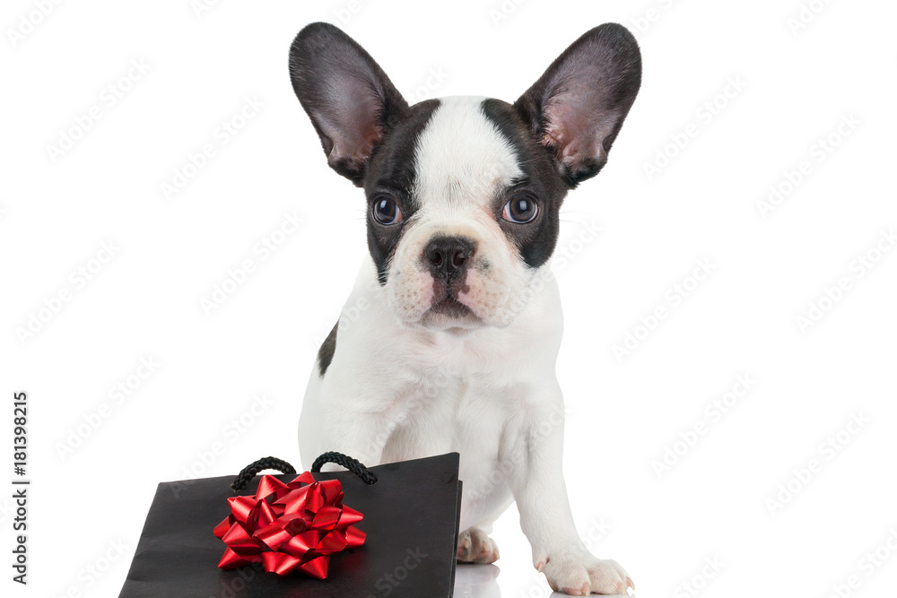 Fototapeta premium French bulldog puppy with gift