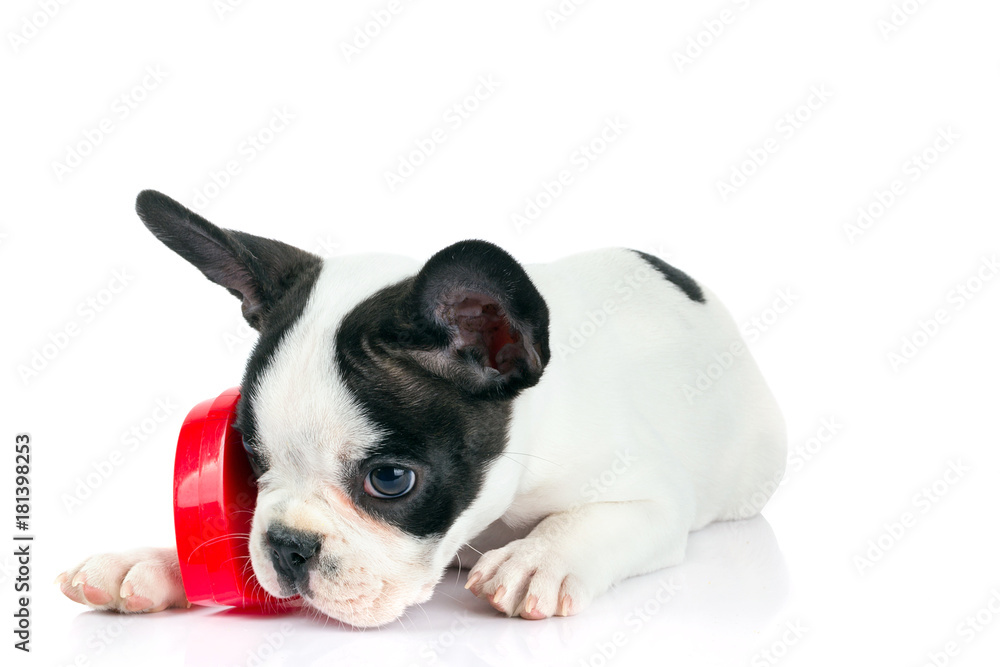 Cute french bulldog puppy with red heart