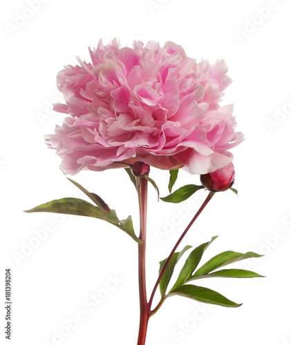 Fototapeta Naklejka Na Ścianę i Meble -  Pink peony flower with buttons