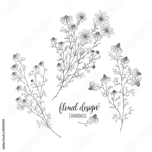 Collection of hand drawn flowers and plants. Monochrome vector illustrations in sketch style