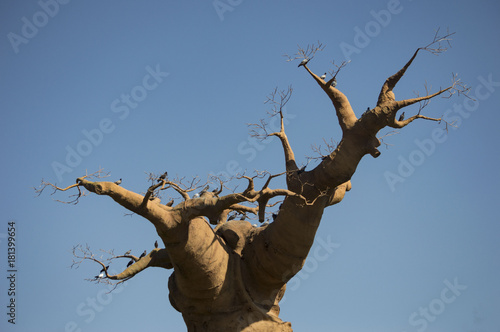 Quadro su tela Baobab