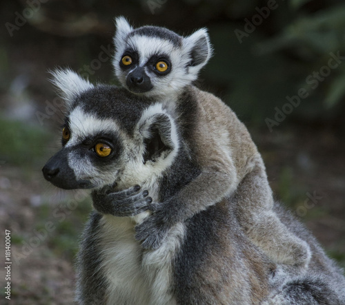Lemuri © McoBra89