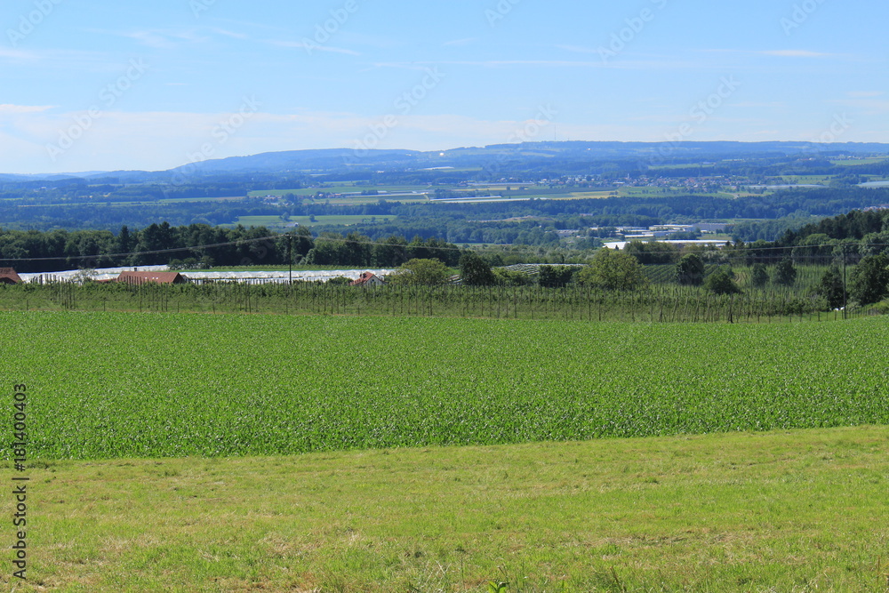 Beautiful landscape with green corn fields, trees and blue sky in Gornhofen, Baden-Wuerttemberg, Germany.