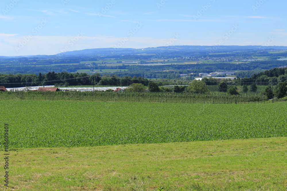 Beautiful landscape with green corn fields, trees and blue sky in Gornhofen, Baden-Wuerttemberg, Germany. Beautiful landscape with green corn fields, trees and blue sky in Gornhofen, Baden-Wuerttemberg, Germany.