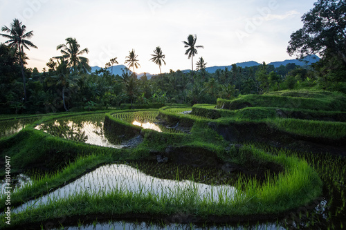Rice terraces at sunrise on Bali island, Indonesia