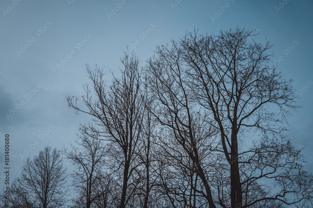 silhouette of trees against the dark sky background silhouette of trees against the dark sky background