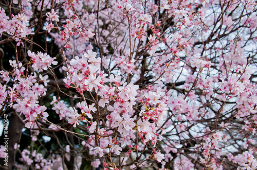 Beautiful full bloom pink cherry blossom sakura flowers trees