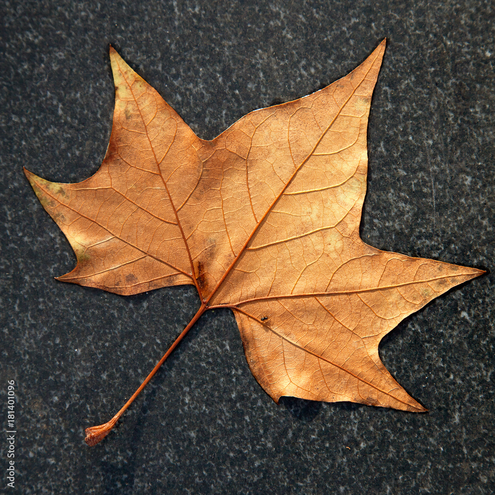 square picture of brown autumn maple leaf on dark marble square picture of brown autumn maple leaf on dark marble