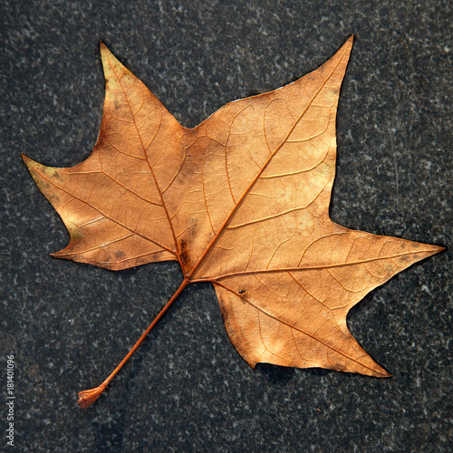 square picture of brown autumn maple leaf on dark marble