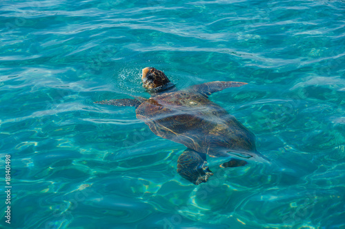 Turtle Caretta Caretta in the sea © kpn1968
