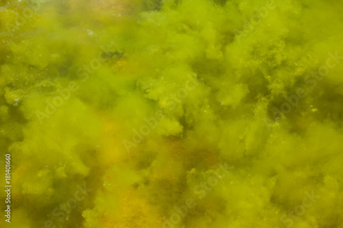 Grüne Algen Wolken im Wasser als Textur