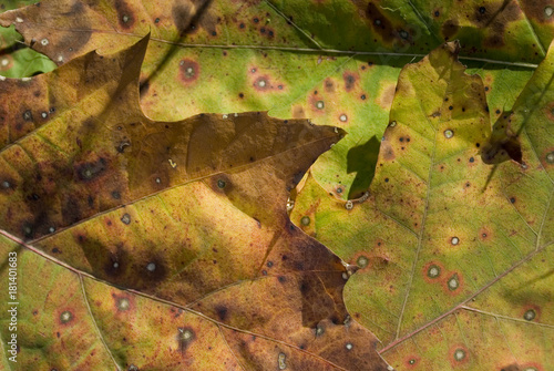 landscape: very colorful oak leaves, with orange, yellow, green, brown shades, have white pois because the plant has a fungus, parasite that ruins but 