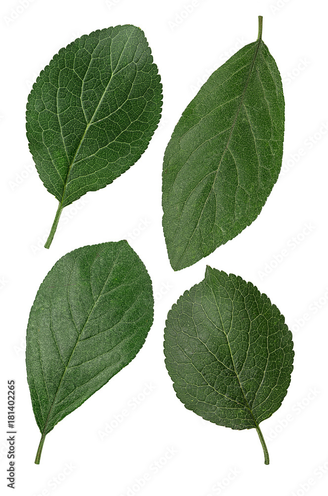 Obraz premium Set fresh plum leaf