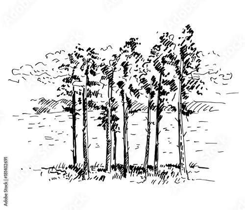 Hand drawn pine trees, landscape with pine forest. Sketch on a white background. Vector illustration.