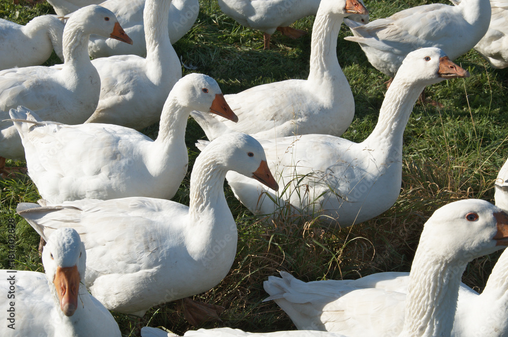 Obraz premium Gänse