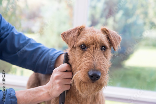 Canvas-taulu Combing the neck of Irish terrier closeup