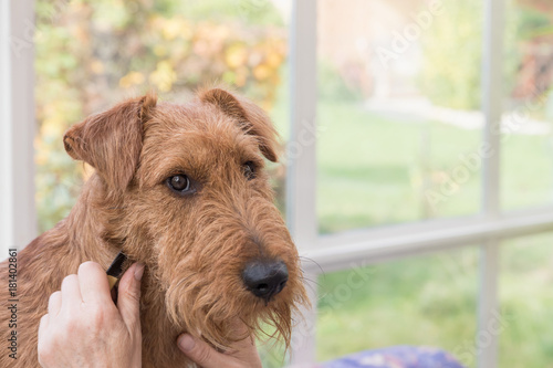 Trimmed Irish Terrier is looking at the camera. 