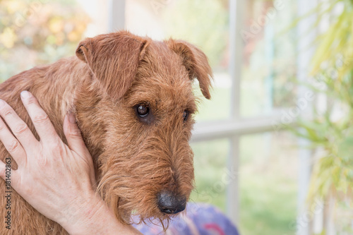 Portrait of groomed Irish Terrier closeup.