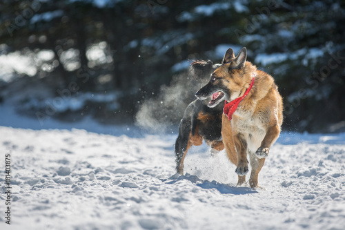 German Shepherd dog running in the snow being chased by another dog
