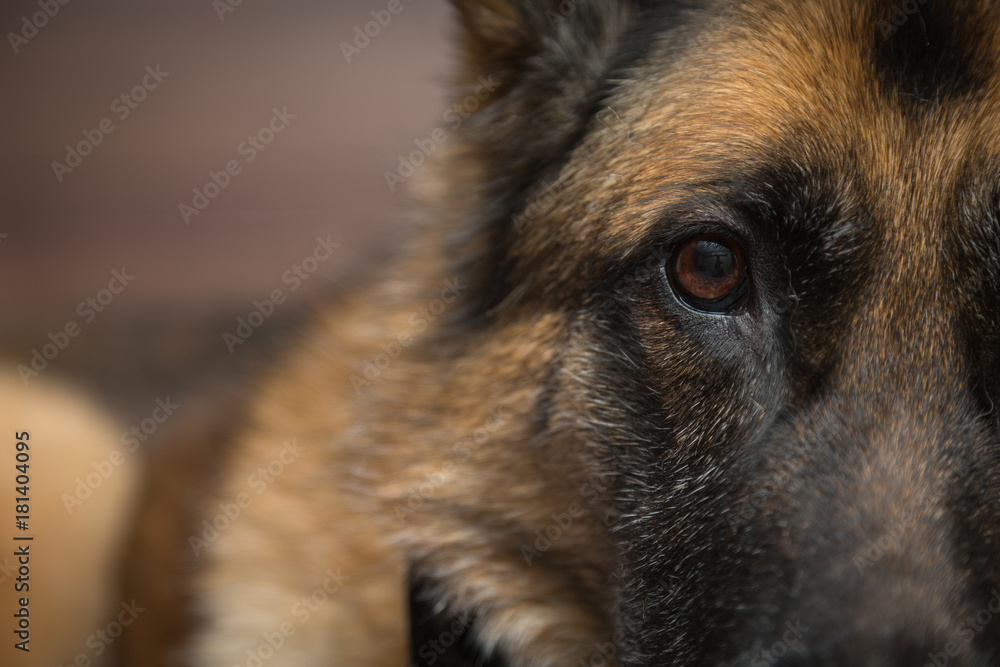 Obraz na plátně German Shepherd dog looking at camera