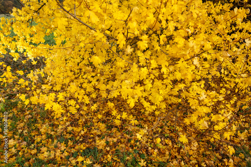 Buchen Wald im Herbst