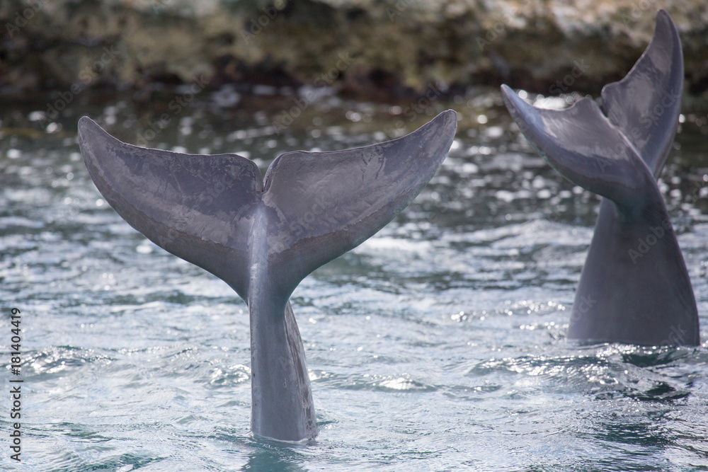 Fototapeta premium Zwei Delfine auf Tauchgang (Flossen)