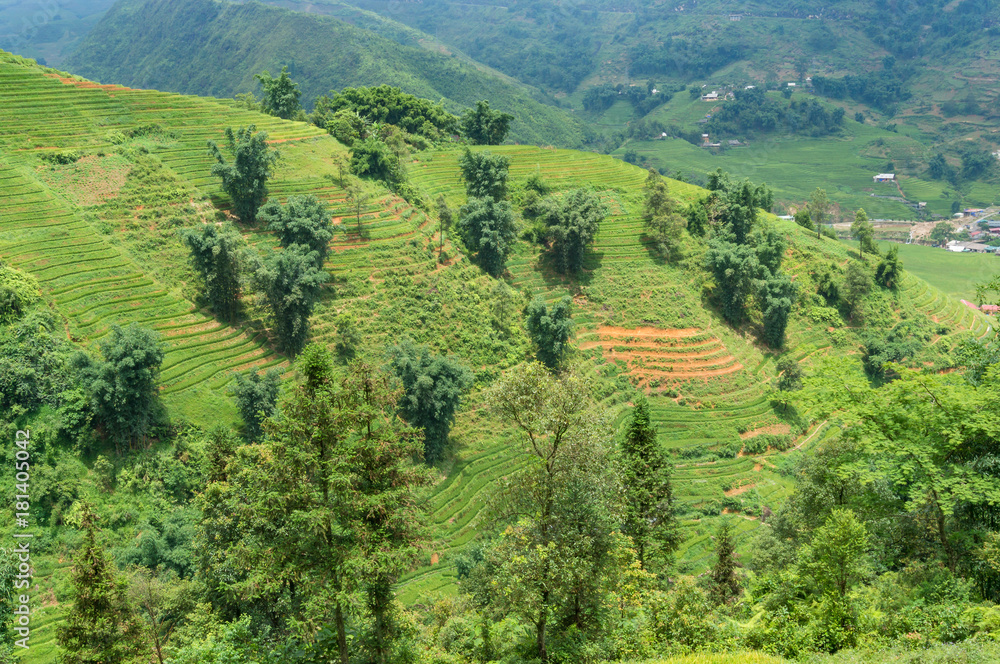 Sunlit green hill with trees