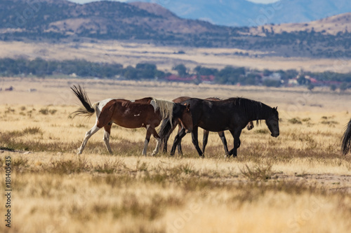 Wild Horses on the Utah Desert
