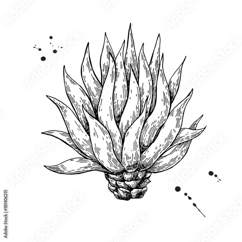 Blue agave. Tequila ingredient vector drawing