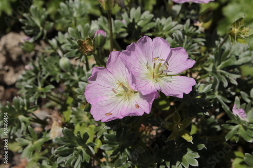 Fototapeta Naklejka Na Ścianę i Meble -  