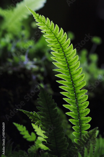 fern plant © Libor