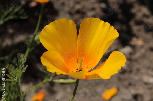 Orange "Californian Poppy" flower (or Golden Poppy, California Sunlight, Cup of Gold) in St. Gallen, Switzerland. Its Latin name is Eschscholzia Californica, native to California and Oregon in USA. © RukiMedia