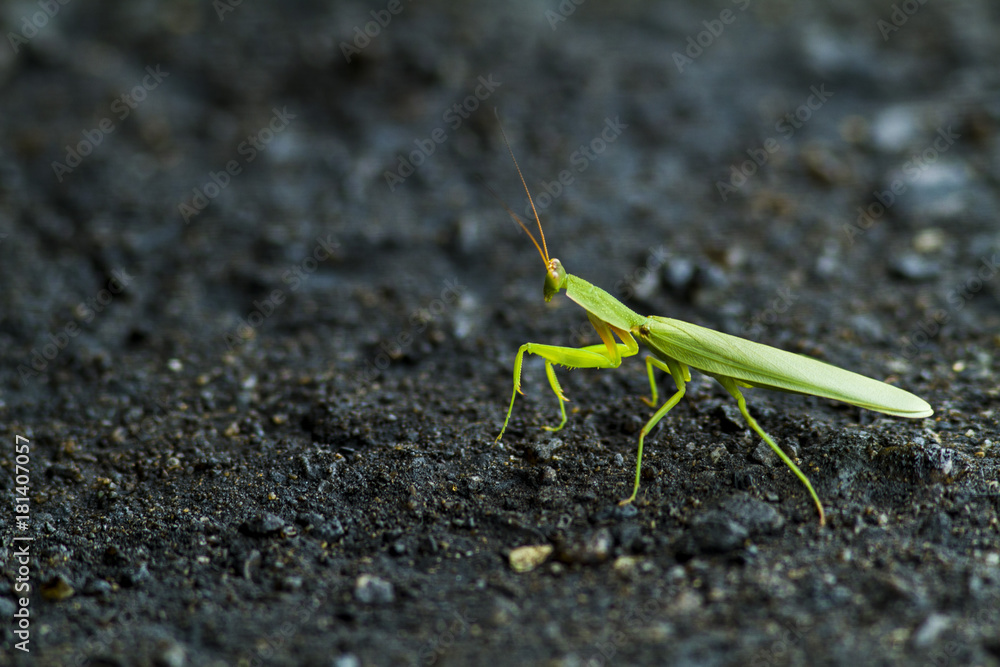 praying mantis praying mantis