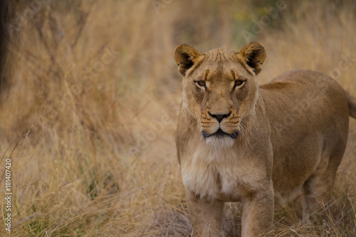 leone  leonessa nella savana