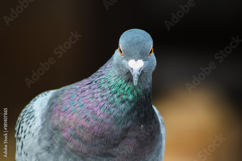 pigeon 2