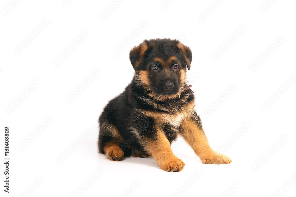 Adorable German Shepherd puppy with a collar sitting indoors on a white  background Stock-Foto | Adobe Stock