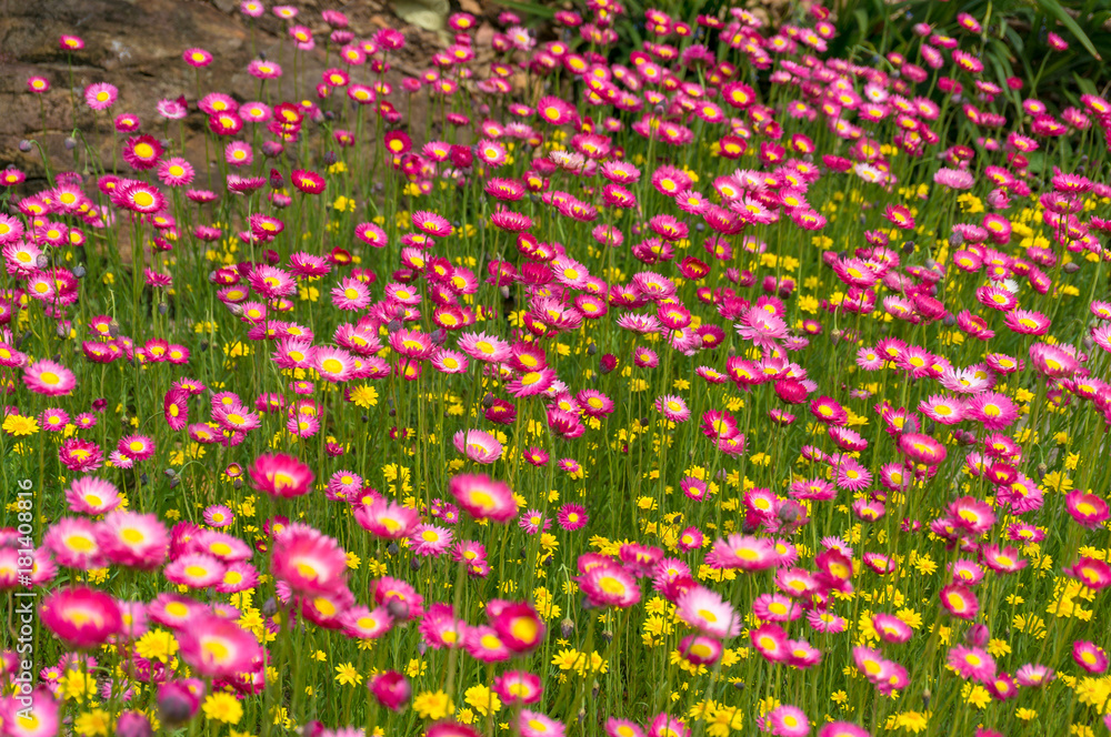 Australian native paper daisy flower field