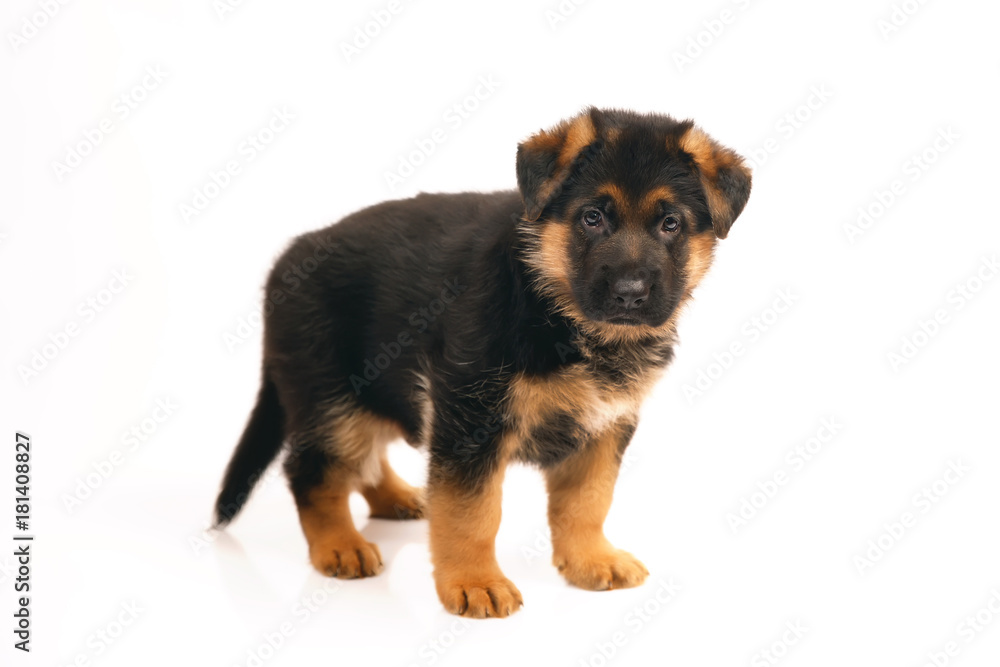 Adorable German Shepherd puppy standing indoors on a white background