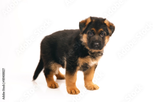 Adorable German Shepherd puppy standing indoors on a white background