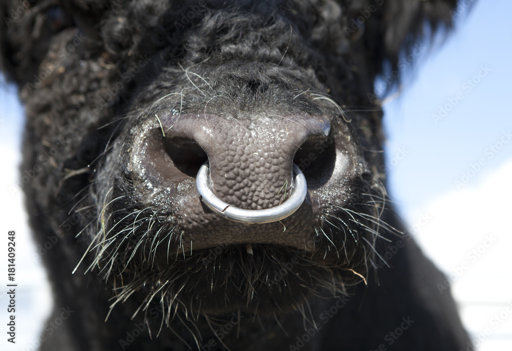 Bulle mit Nasenring Stock-Foto | Adobe Stock