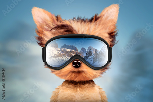 Funny Dog wearing ski goggles. Christmas concept