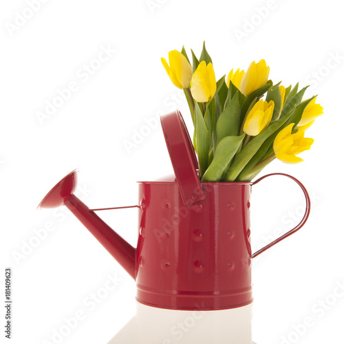 Yellow tulips in watering can