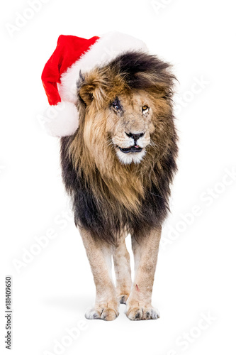African Lion Wearing Christmas Santa Hat