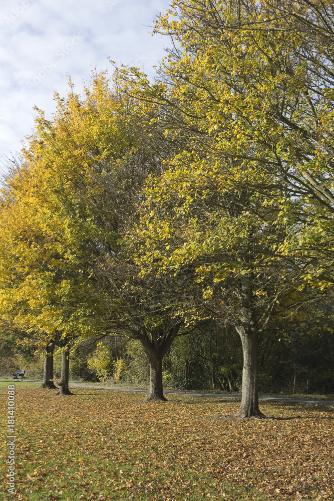 Autumn Trees in Wickford Memorial Park, Essex, England