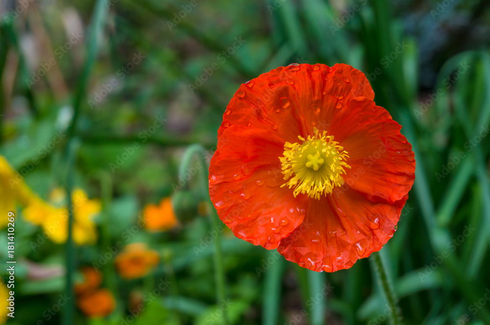 Bright orange poppy flower against green foliage on the background Bright orange poppy flower against green foliage on the background