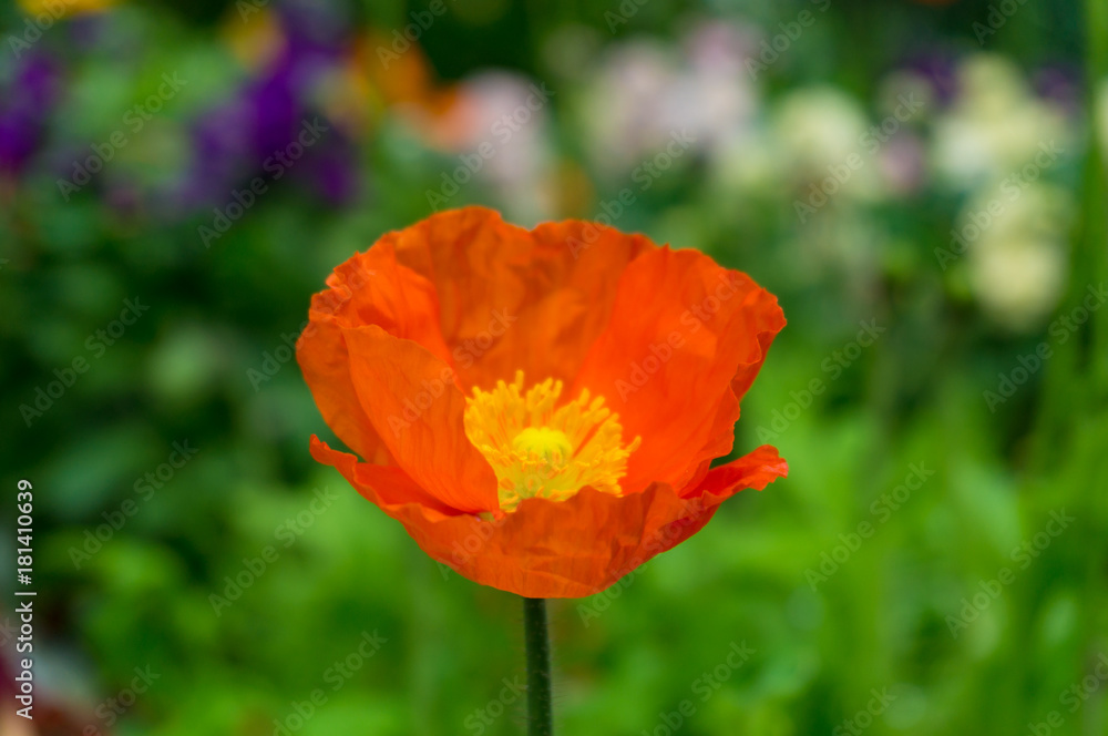 Bright orange poppy flower against green foliage on the background Bright orange poppy flower against green foliage on the background