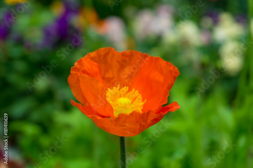 Bright orange poppy flower against green foliage on the background