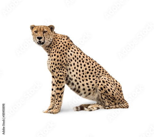 Cheetah Isolated on White